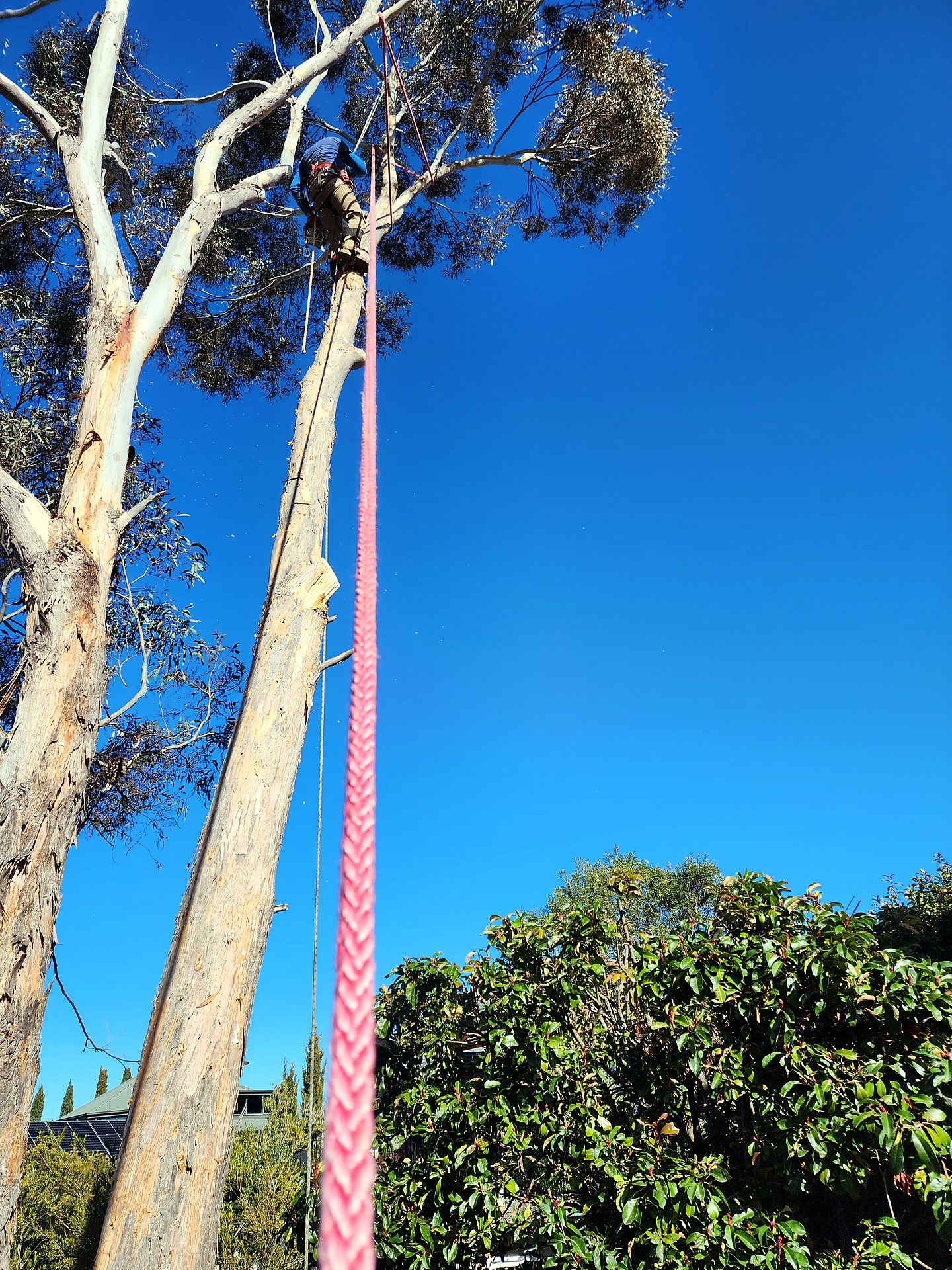 Arborist roped high up a eucalyptus, pruning against a clear blue sky