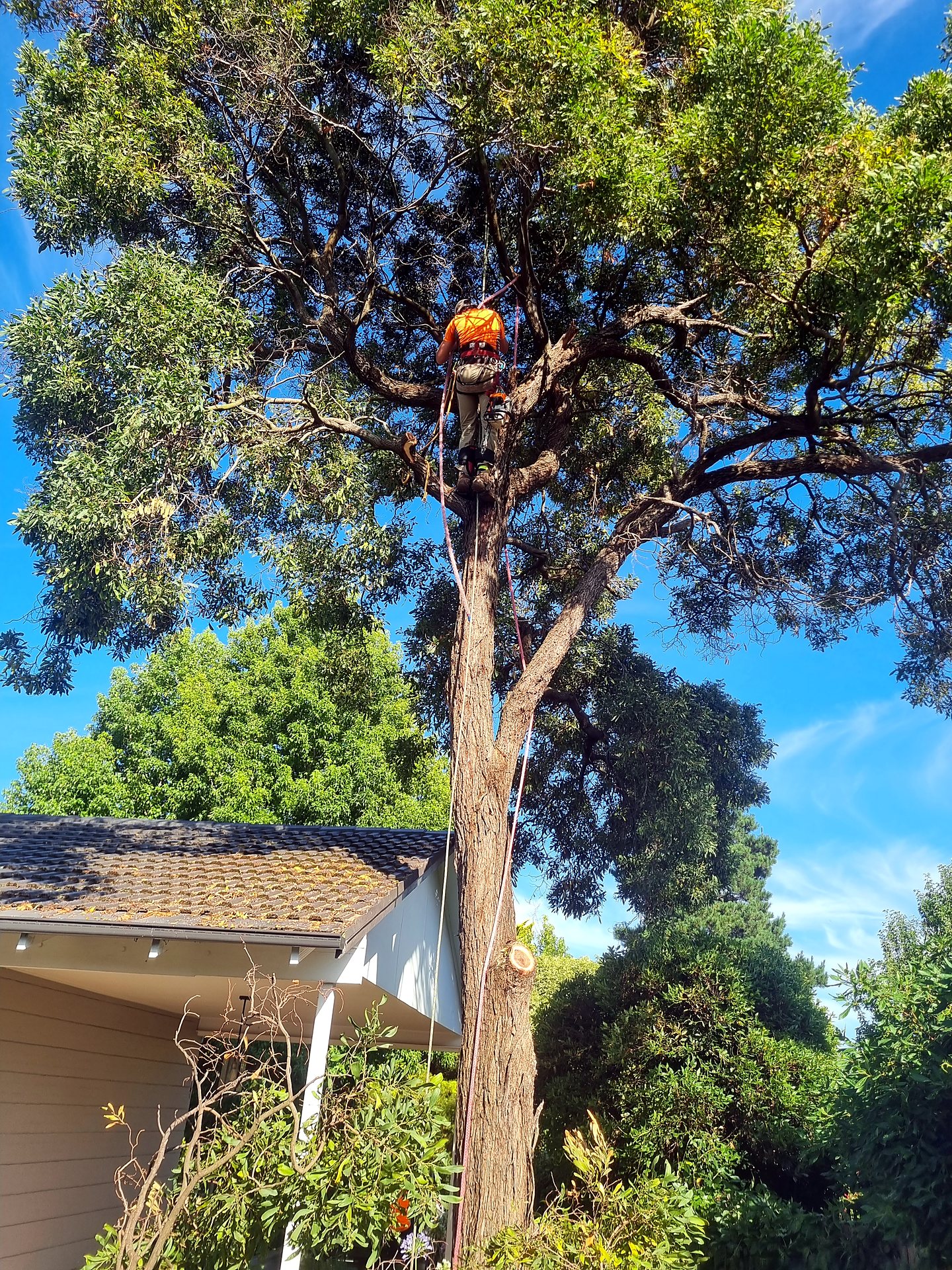 KTS arborist in hi-vis working in the canopy with a chainsaw