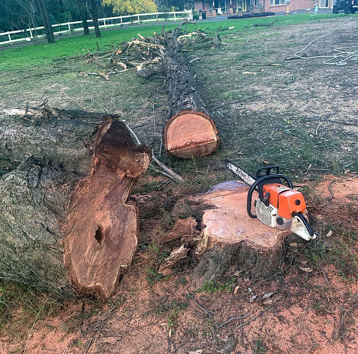 Felled tree cut into sections with a Stihl chainsaw on the stump
